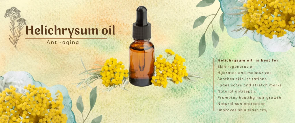 template design Helichrysum flower oil anti aging